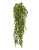Эвкалипт зеленый большой куст ампельный - Фото 1