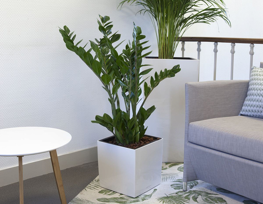 Замиокулькас
_12