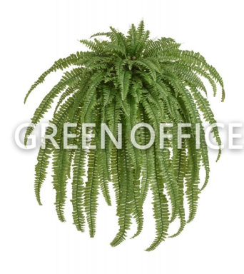 Папоротник Бостон Новый свисающий Биг - Фото 1