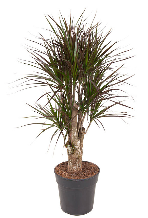 Драцена Маргината бранч_1