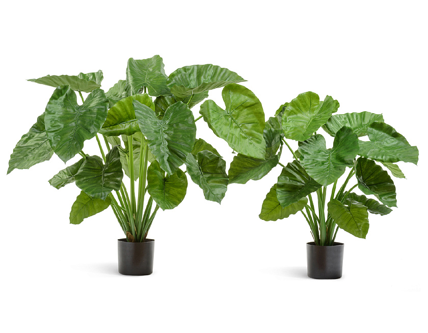 Алоказия Калидора куст_