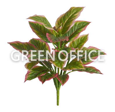 Диффенбахия нежно-зелёно-розовая куст - Фото 1