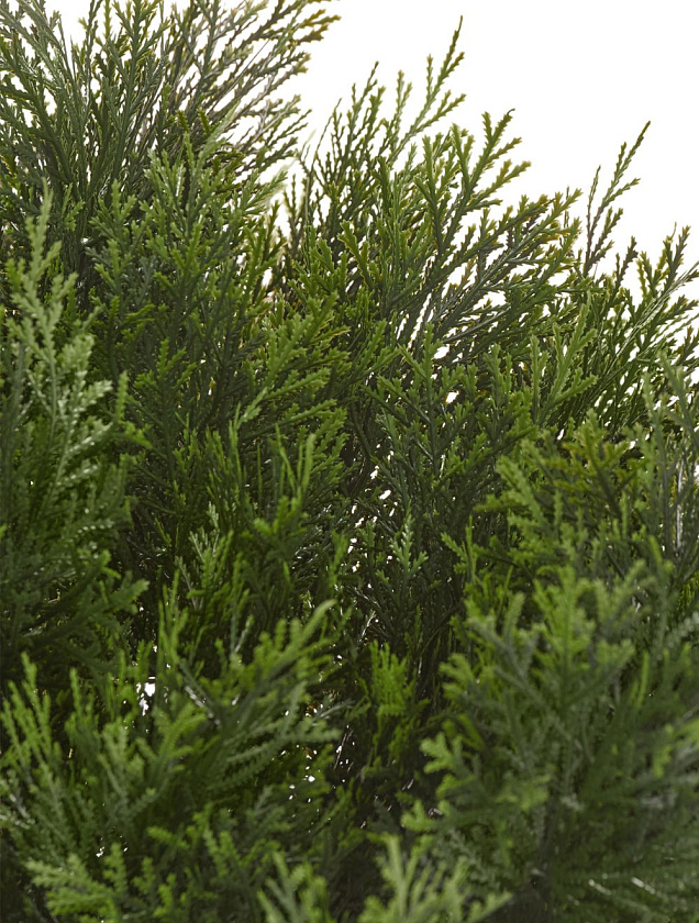 Туя Брабант пушистая шаровидная уличная_5