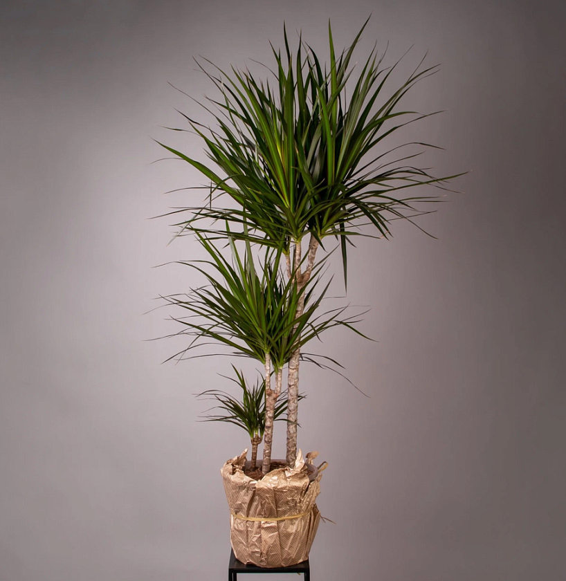 Драцена Маргината 3 ствола_4