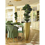 Драцена Компакта бранч_7