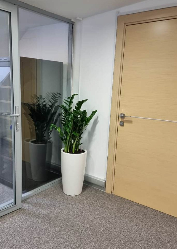 Замиакулькас в кашпо Lechuza Rondo 32_2