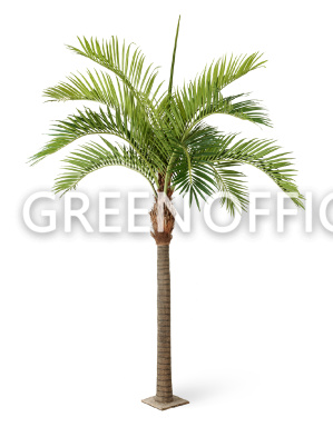 Финиковая пальма Гигантская - Фото 1