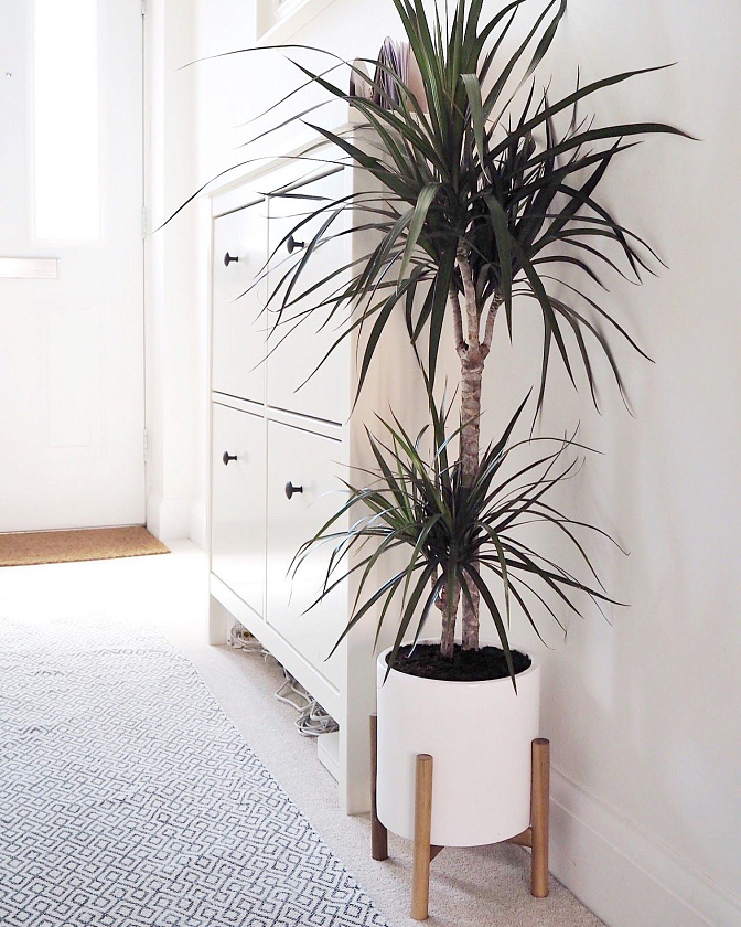 Драцена Маргината Ассорти 2 ствола_4