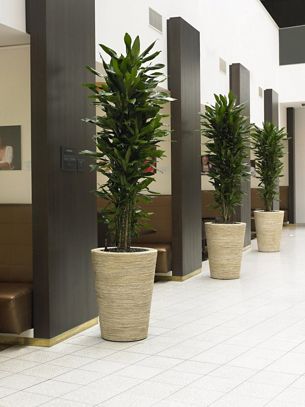 Драцена Джанет Линд бранч_4