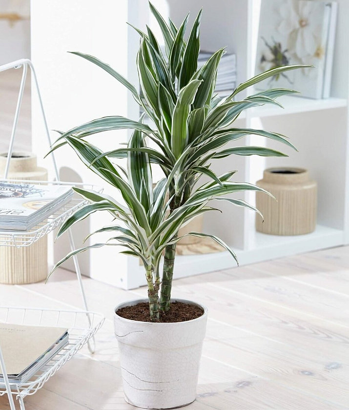 Драцена Варнески 2 ствола_1