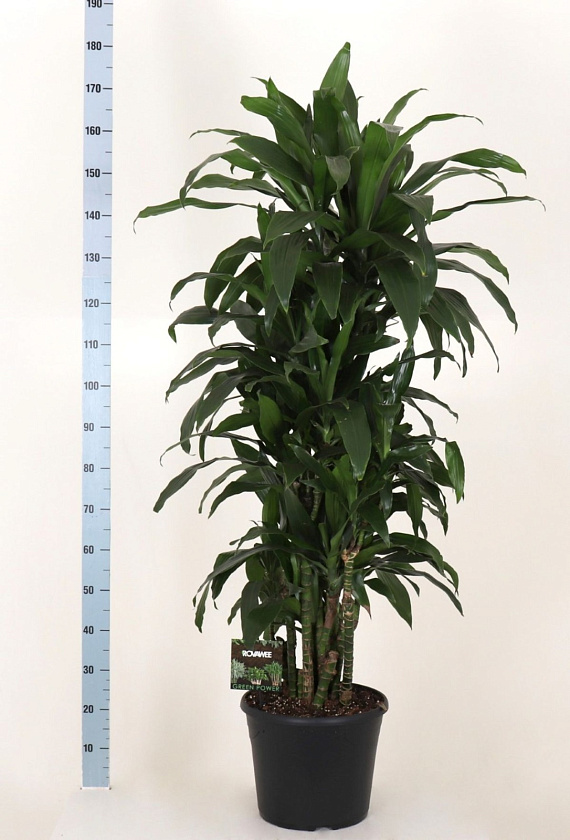 Драцена Джанет Крейг бранч_3