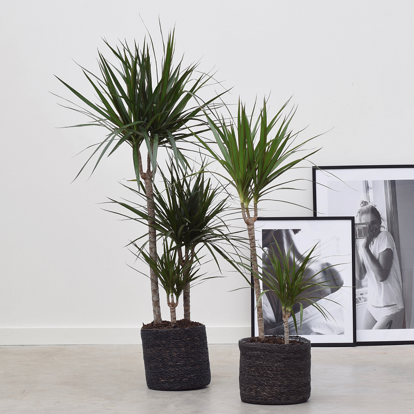 Драцена Маргината 3 ствола_3