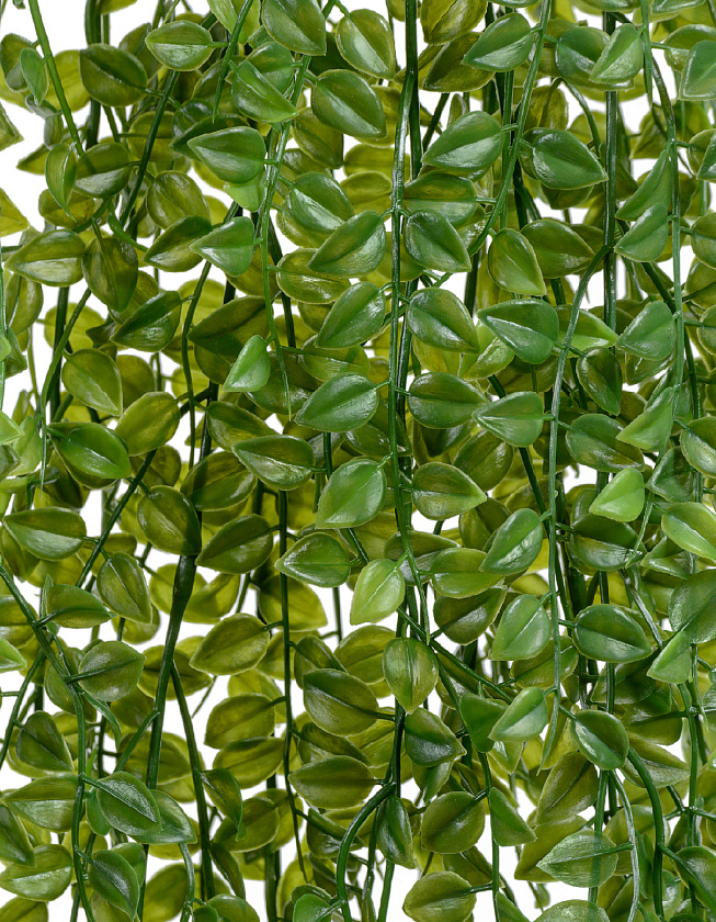 Каллизия куст ампельный_