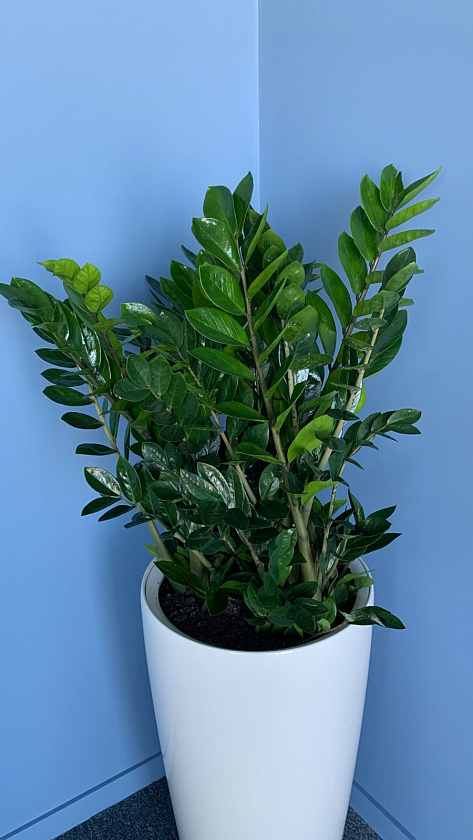 Замиакулькас  в кашпо Lechuza Rondo 40_1