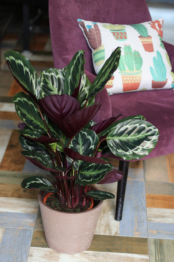 Калатея Медальон_