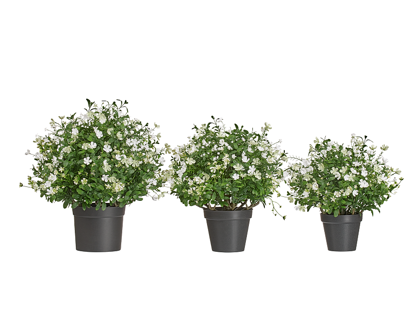 Альпийское разнотравье с белыми цветами_