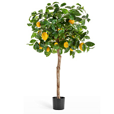 Лимонное дерево с плодами на штамбе