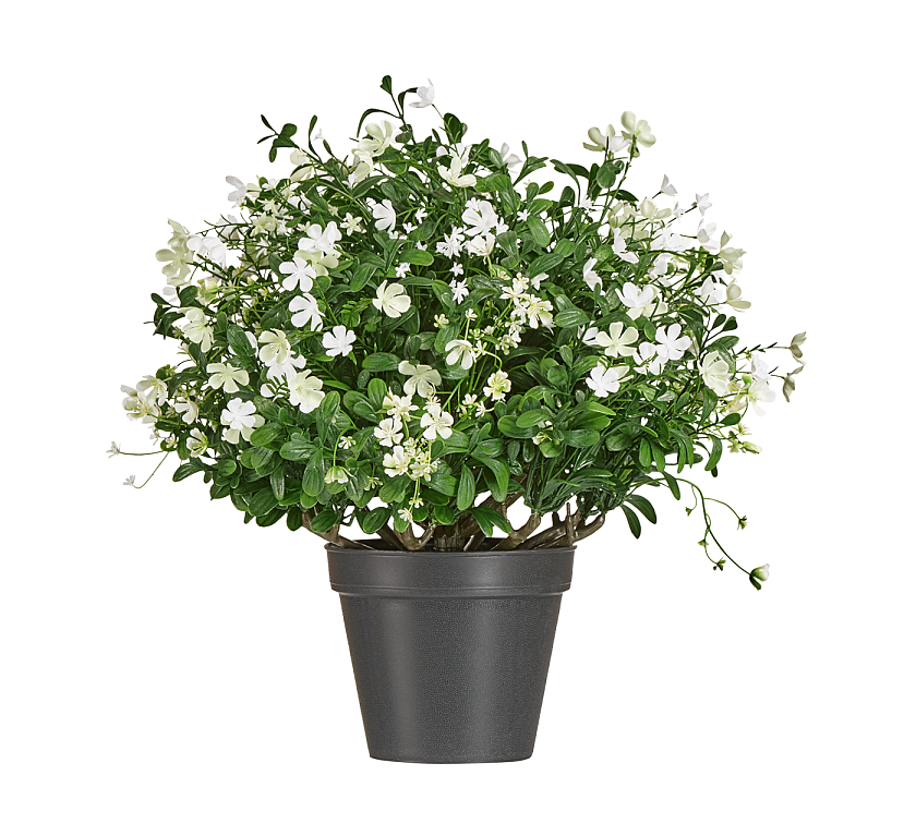 Альпийское разнотравье с белыми цветами_3