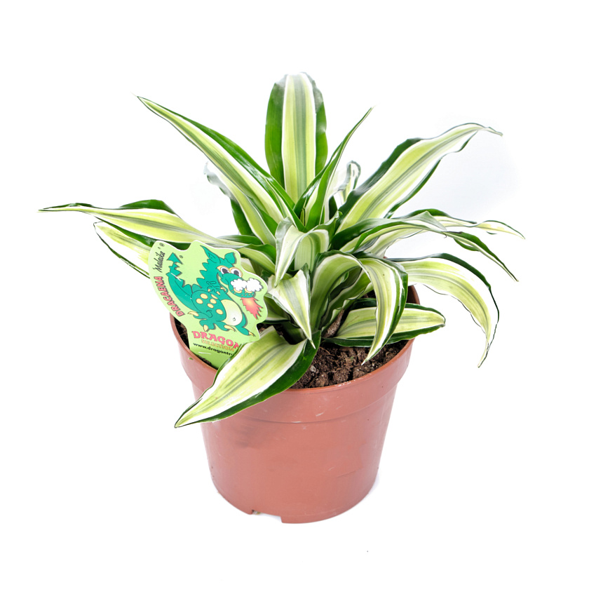 Драцена ассорти_1