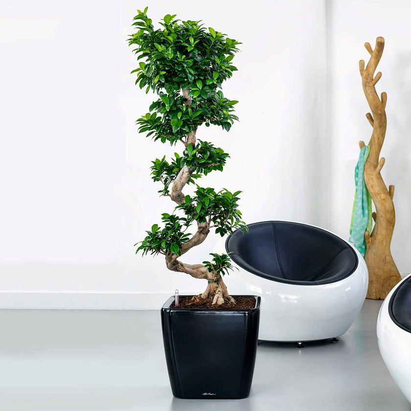 Кашпо Лечуза Квадро ЛС (черный)_