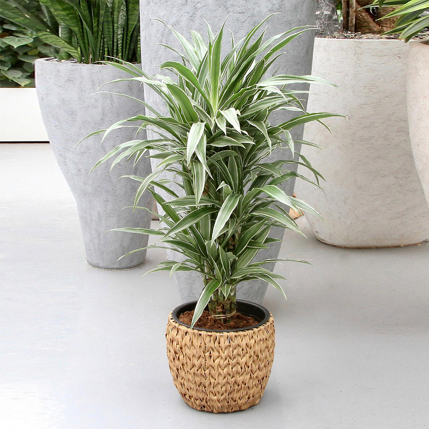 Драцена Варнески Бранч_2