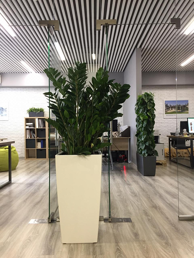 Замиакулькас в кашпо Lechuza Cubico 40_