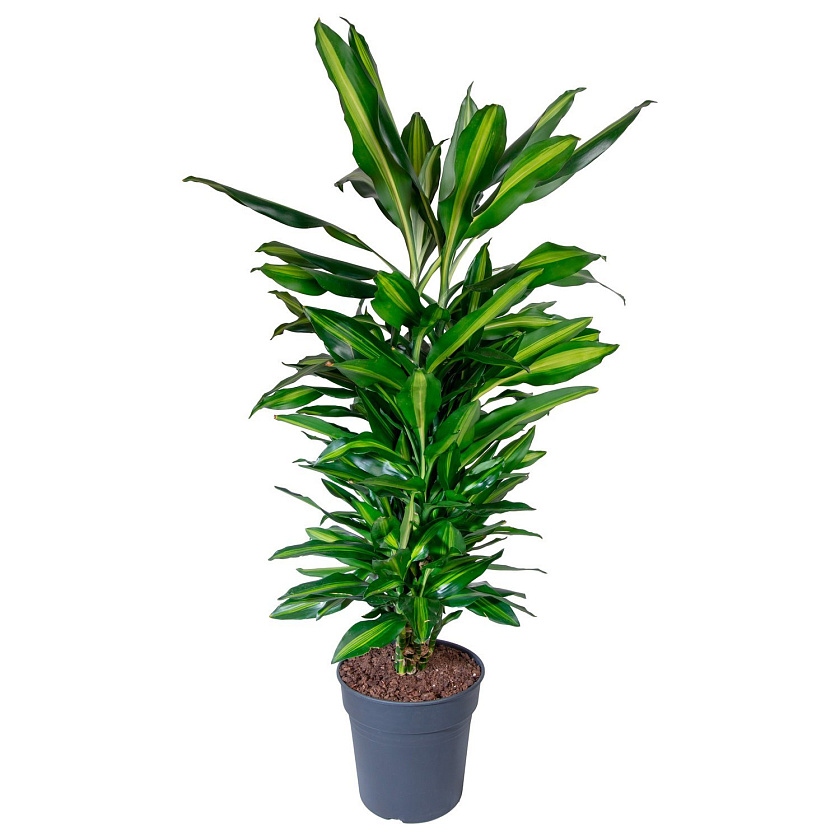 Драцена Чинто бранч_