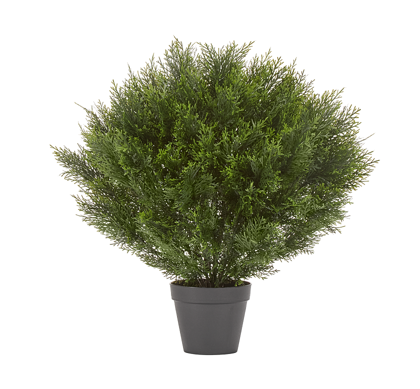 Туя Брабант пушистая шаровидная уличная_7