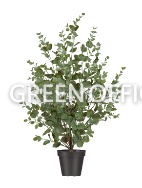 Эвкалипт куст припылённо-зелёный - Фото 3