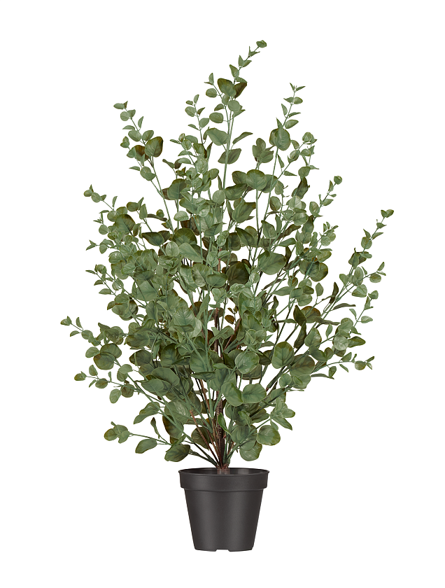 Эвкалипт куст припылённо-зелёный_1