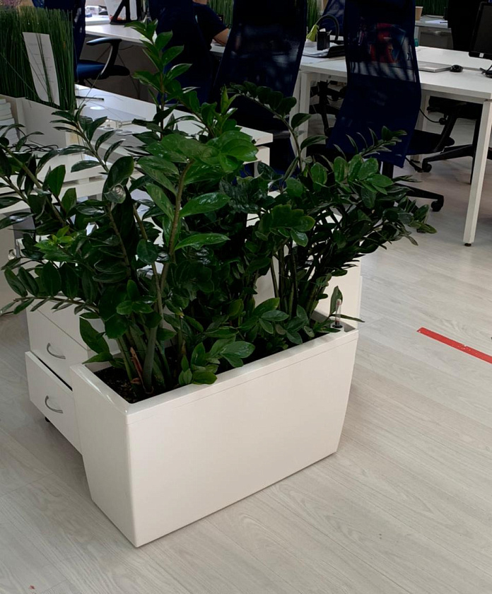 Композиция из замиакулькасов в кашпо Lechuza Cararo_2