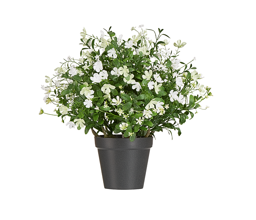 Альпийское разнотравье с белыми цветами_1