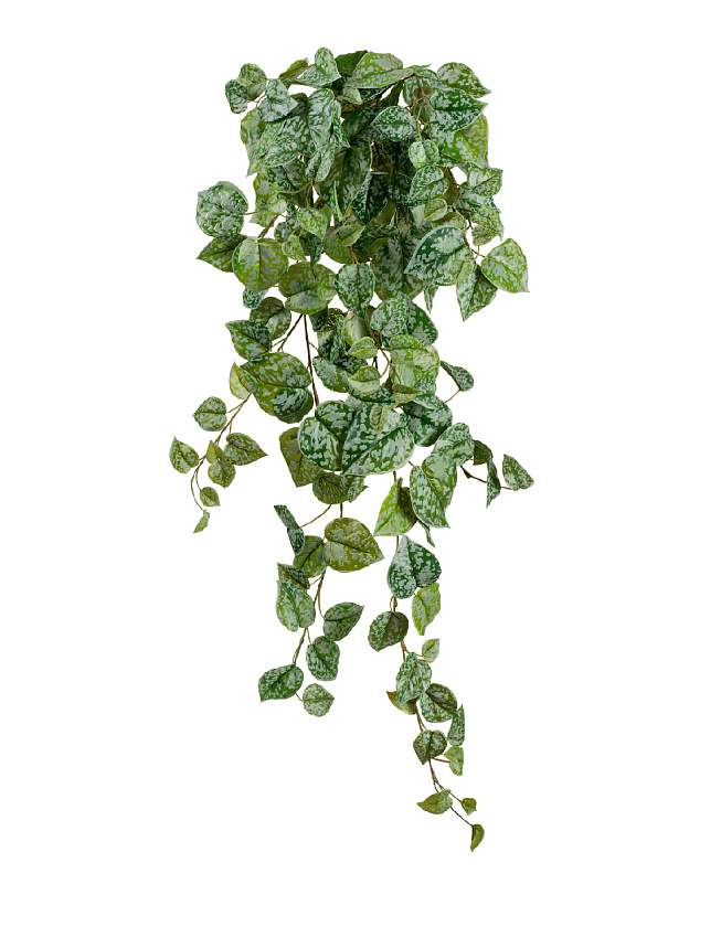 Сциндапсус Пиктус серебристо-зелёный_2