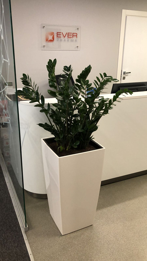 Замиакулькас в кашпо Lechuza Cubico 40_1