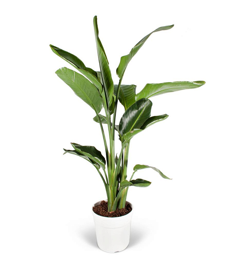 Стрелиция Николая_4