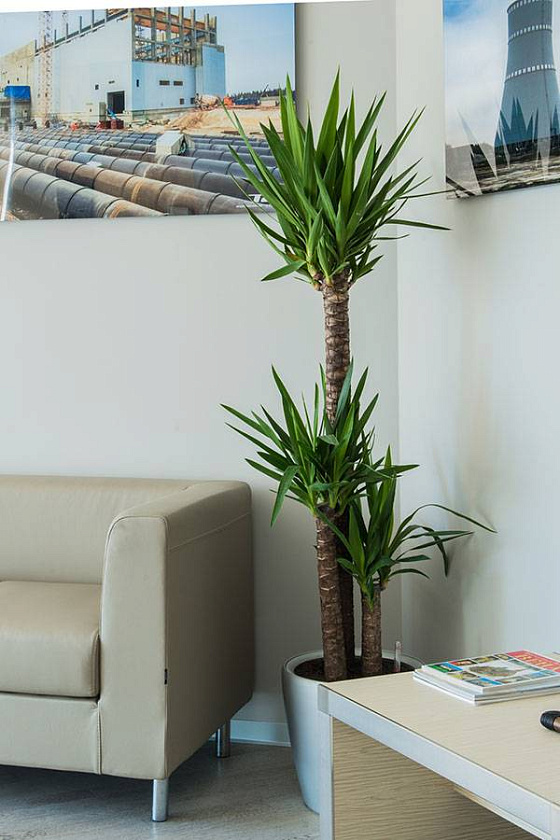 Юкка 3 ствола_3