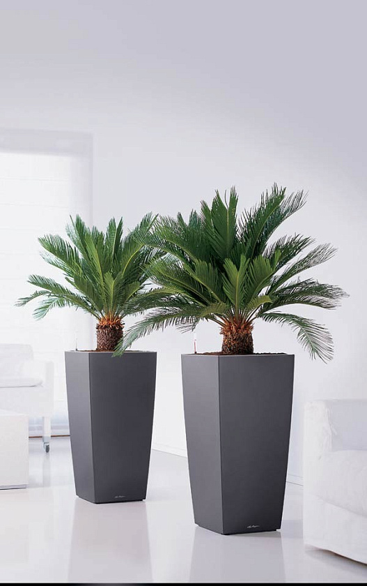 Финик Робелини_1