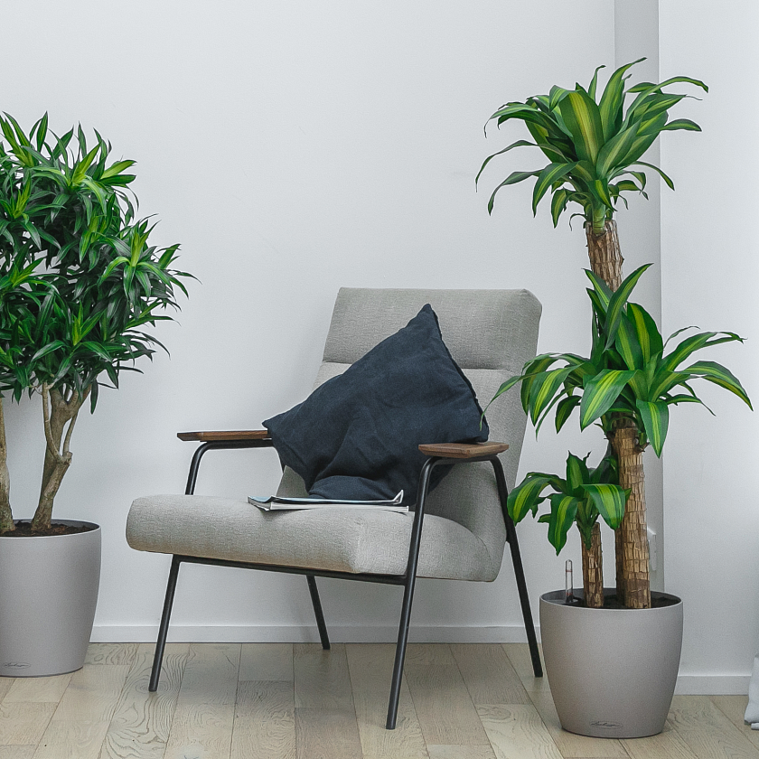 Драцена Фрагранс Массанджеана 3 ствола_2