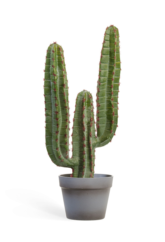 Кактус Цереус Мексиканский_2