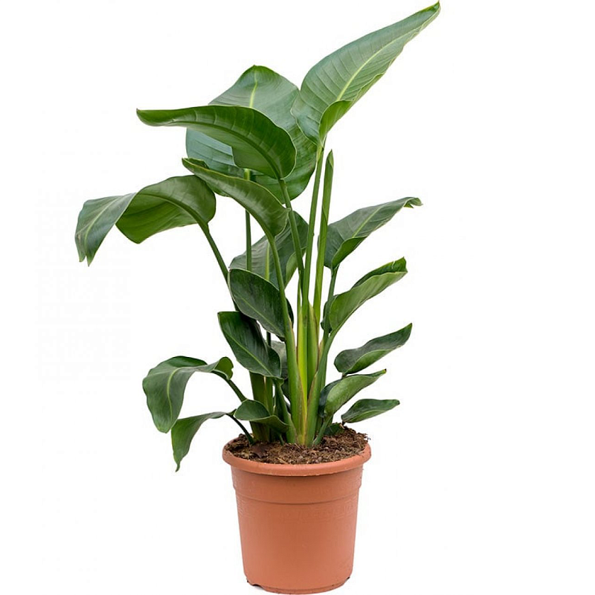 Стрелиция Николая_3