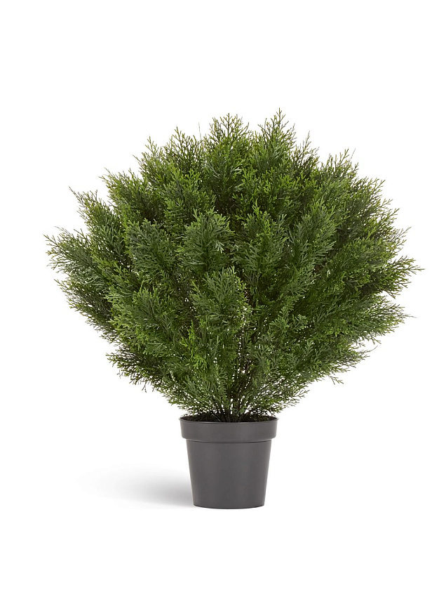 Туя Брабант пушистая шаровидная уличная_2