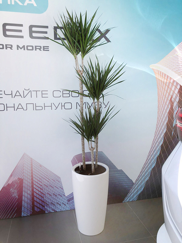 Драцена Маргината 3 ствола 24/150см в кашпо Lechuza Rondo 32_