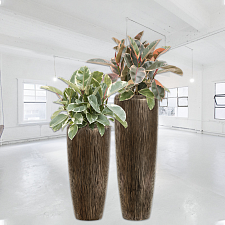 Комплект из Фикусов Эластика Тинеке и Белиз в Кашпо Effectory Wow Высокий конус Design