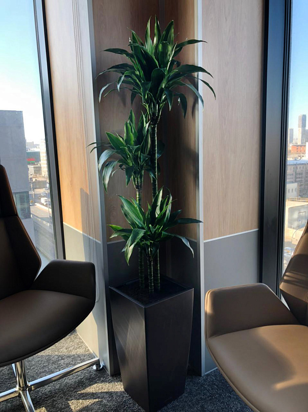 Драцена Джанет Крейг 3 ствола 24/140см в кашпо Cubico COLOR 30_