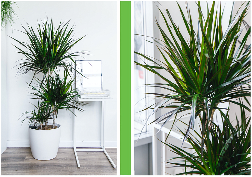 Драцена Маргината 3 ствола_5