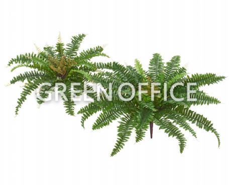 Папоротник Бостон Новый зелёный микс - Фото 1