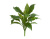 Спатифиллум куст Мидл зелёный (Sensitive Botanic) - Фото 1