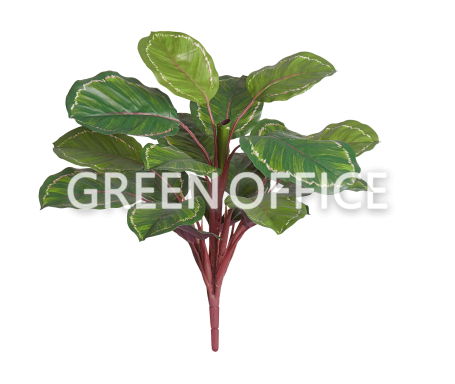 Калатея Розеопикта Грин куст - Фото 1