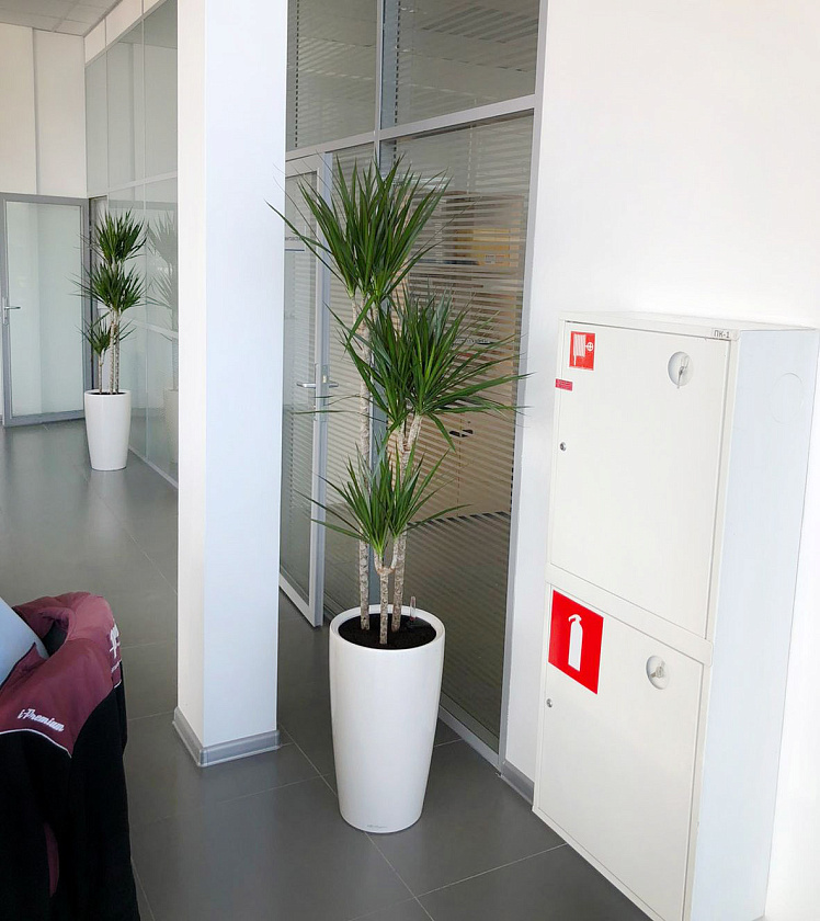 Драцена Маргината 3 ствола 24/150см в кашпо Lechuza Rondo 32_2