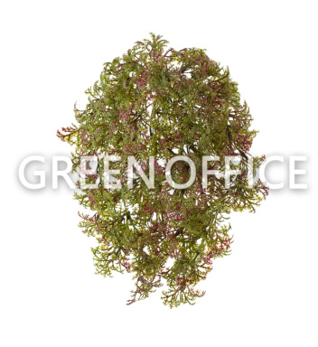Ватер-грасс (Рясковый мох) куст зеленый с бордо - Фото 1